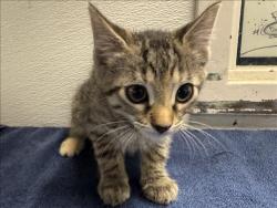 Shelter Stray Female Cat last seen , 1850 W 60th St, Los Angeles, CA 90047, USA