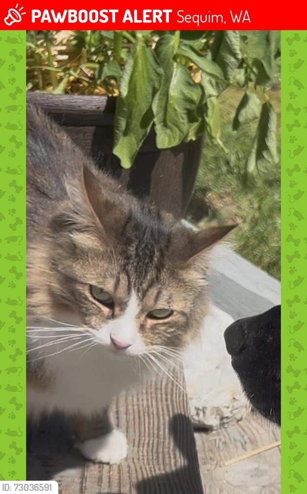 Lost Female Cat last seen Gardiner beach Rd & Daisey King, Sequim, WA 98382