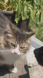 Lost Female Cat last seen Gardiner beach Rd & Daisey King, Sequim, WA 98382