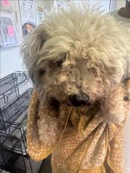 Shelter Stray Female Dog last seen , 1850 W 60th St, Los Angeles, CA 90047, USA