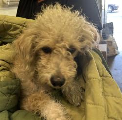 Shelter Stray Female Dog last seen , 1850 W 60th St, Los Angeles, CA 90047, USA