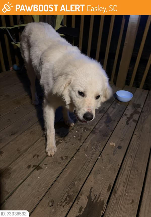 Found/Stray Male Dog last seen Saluda dam rd and Lula dr, Easley, SC 29640