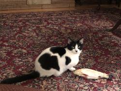 Reunited Female Cat last seen Branham-Kirk, San Jose, CA 95124