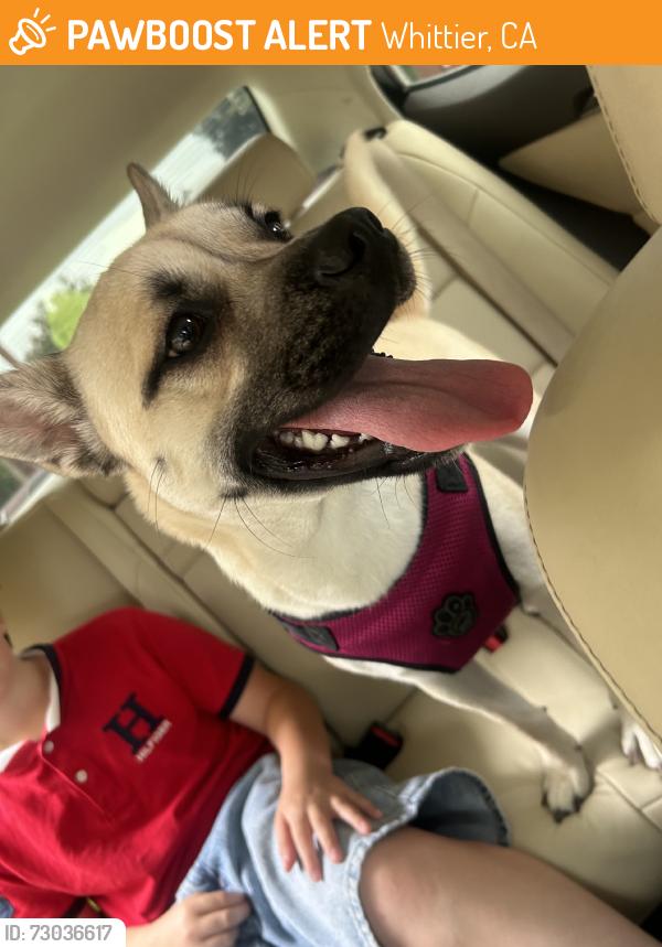 Found/Stray Female Dog last seen Philadelphia St. / Milton Ave., Whittier, CA 90601