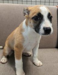 Shelter Stray Female Dog last seen Near Liverpool Dr, 75149, TX, 1650 Gross Rd, Mesquite, TX 75149, USA
