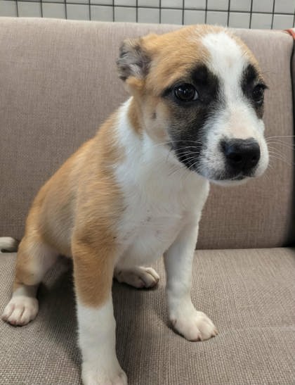 Shelter Stray Female Dog last seen Near Liverpool Dr, 75149, TX, 1650 Gross Rd, Mesquite, TX 75149, USA