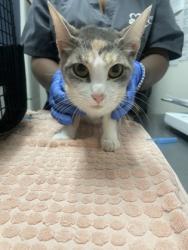 Shelter Stray Female Cat last seen LINCOLN VILLAGE DR at ROUTIER RD, Rancho Cordova, CA, 6201 Florin Perkins Rd, Sacramento, CA 95828, USA