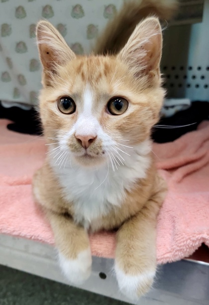Shelter Stray Male Cat last seen Near Cherry Hill rd, 21225, MD, 301 Stockholm St, Baltimore, MD 21230, USA