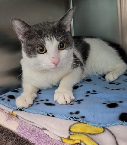 Shelter Stray Male Cat last seen Near N Carey unit 2, 21217, MD, 301 Stockholm St, Baltimore, MD 21230, USA