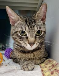 Shelter Stray Male Cat last seen Near Meridene DL, 21239, MD, 301 Stockholm St, Baltimore, MD 21230, USA