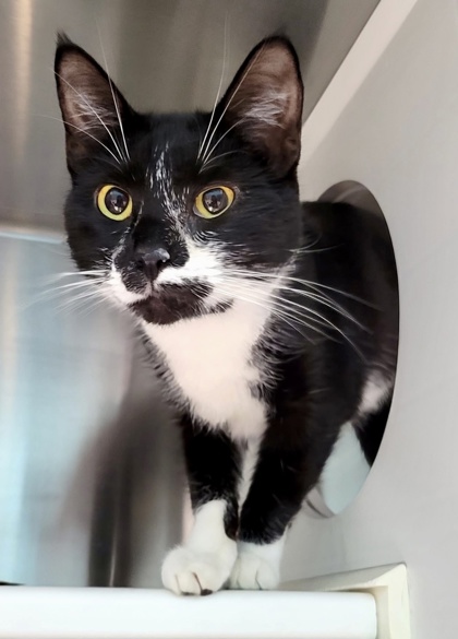 Shelter Stray Female Cat last seen Pinewood Ave, 21214, MD, 301 Stockholm St, Baltimore, MD 21230, USA