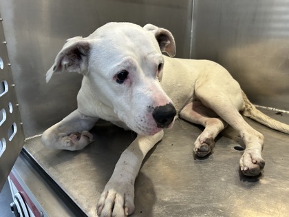 Shelter Stray Female Dog last seen Near Wesley St, Central District, TX, 355 Hillshire Dr, Haslet, TX 76052, USA