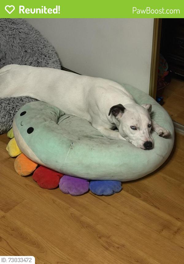 Reunited Female Dog last seen Arlington & 42nd, Los Angeles, CA 90008