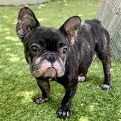 Shelter Stray Female Dog last seen 99th ave and Sunnyside St area, Oakland, , 1101 29th Ave, Oakland, CA 94601, USA