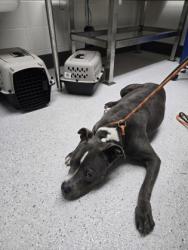 Shelter Stray Male Dog last seen Near 46th Ave, Oakland, CA, 1101 29th Ave, Oakland, CA 94601, USA