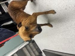 Shelter Stray Female Dog last seen 76th Ave & Hawley St, Oakland, CA, 1101 29th Ave, Oakland, CA 94601, USA