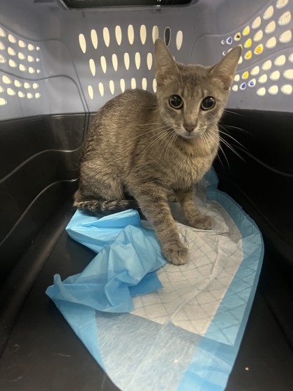 Shelter Stray Female Cat last seen , , CA, 1101 29th Ave, Oakland, CA 94601, USA