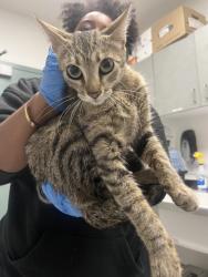 Shelter Stray Female Cat last seen , , CA, 1101 29th Ave, Oakland, CA 94601, USA