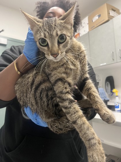 Shelter Stray Female Cat last seen , , CA, 1101 29th Ave, Oakland, CA 94601, USA