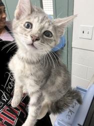 Shelter Stray Female Cat last seen , , CA, 1101 29th Ave, Oakland, CA 94601, USA