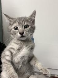 Shelter Stray Female Cat last seen , , CA, 1101 29th Ave, Oakland, CA 94601, USA