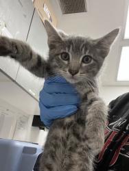 Shelter Stray Unknown Cat last seen , , CA, 1101 29th Ave, Oakland, CA 94601, USA