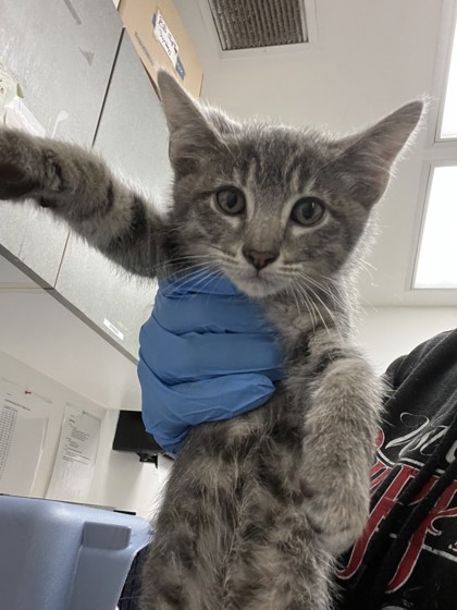 Shelter Stray Male Cat last seen , , CA, 1101 29th Ave, Oakland, CA 94601, USA