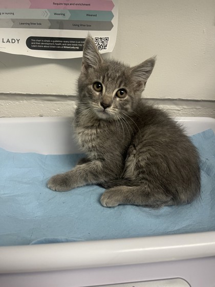 Shelter Stray Female Cat last seen , , CA, 1101 29th Ave, Oakland, CA 94601, USA