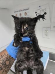 Shelter Stray Female Cat last seen Near E. 20th Street, Oakland, CA, 1101 29th Ave, Oakland, CA 94601, USA