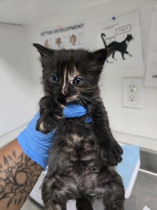 Shelter Stray Female Cat last seen Near E. 20th Street, Oakland, CA, 1101 29th Ave, Oakland, CA 94601, USA