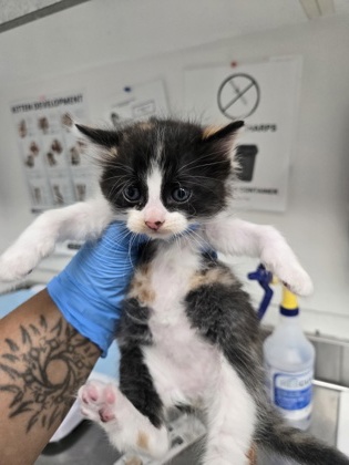 Shelter Stray Female Cat last seen Near E. 20th Street, Oakland, CA, 1101 29th Ave, Oakland, CA 94601, USA