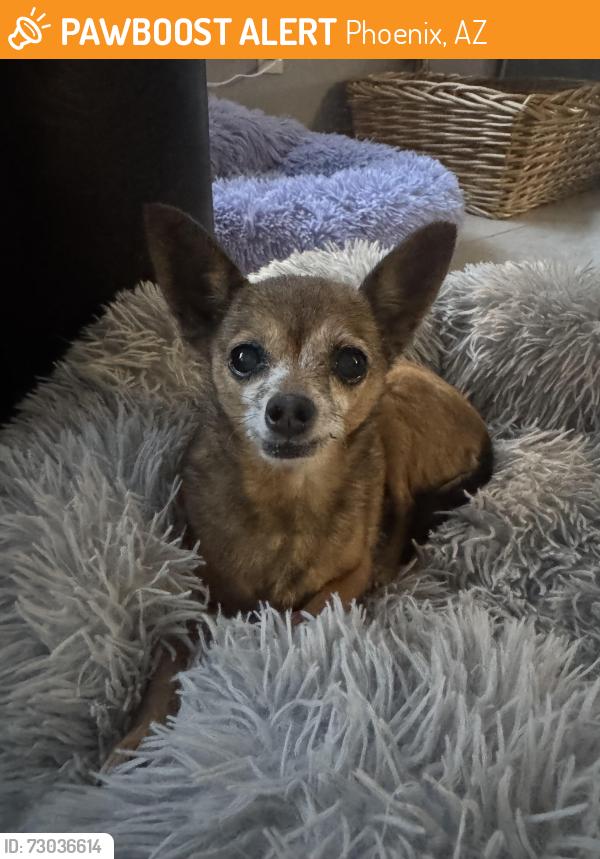 Found/Stray Female Dog last seen 16th street and Union hills Drive, Phoenix, AZ 85024