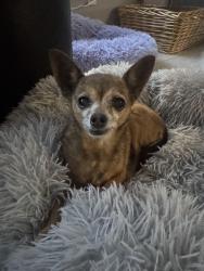 Found/Stray Female Dog last seen 16th street and Union hills Drive, Phoenix, AZ 85024