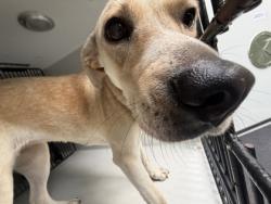 Shelter Stray Female Dog last seen Near Campbellton Rd Sw, Atlanta, GA, 1251 Fulton Industrial Blvd NW, Atlanta, GA 30336, USA