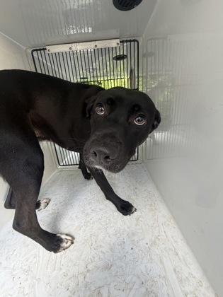 Shelter Stray Female Dog last seen Near Campbellton Rd Sw, Atlanta, GA, 1251 Fulton Industrial Blvd NW, Atlanta, GA 30336, USA