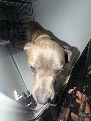 Shelter Stray Male Dog last seen Near Hortense PL Nw, Atlanta, GA, 1251 Fulton Industrial Blvd NW, Atlanta, GA 30336, USA