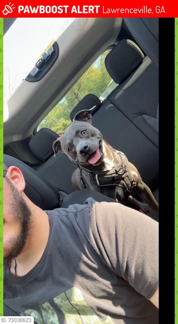 Lost Male Dog last seen Brighton drive and lookout pointe lawrenceville, Lawrenceville, GA 30043