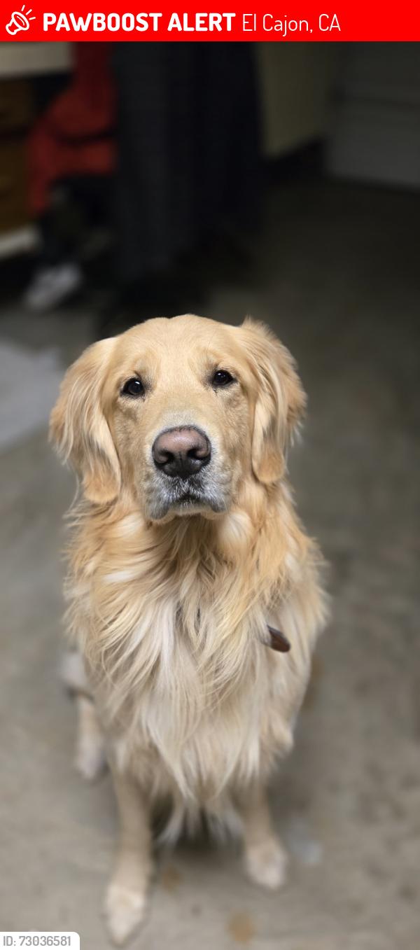 Lost Male Dog last seen Near legacy Ln el cajon ca, El Cajon, CA 92021