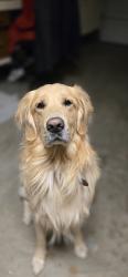 Lost Male Dog last seen Near legacy Ln el cajon ca, El Cajon, CA 92021
