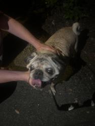 Found/Stray Male Dog last seen Kilpatrick st, Portland, OR 97203