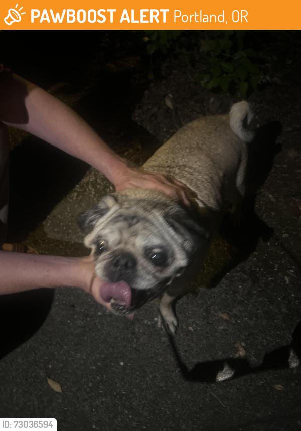 Found/Stray Male Dog last seen Kilpatrick st, Portland, OR 97203