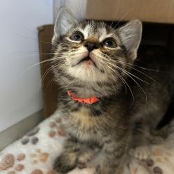 Shelter Stray Female Cat last seen Near Lillian Street, LIVERMORE, CA, 94550, 8323 Baldwin St, Oakland, CA 94621, USA