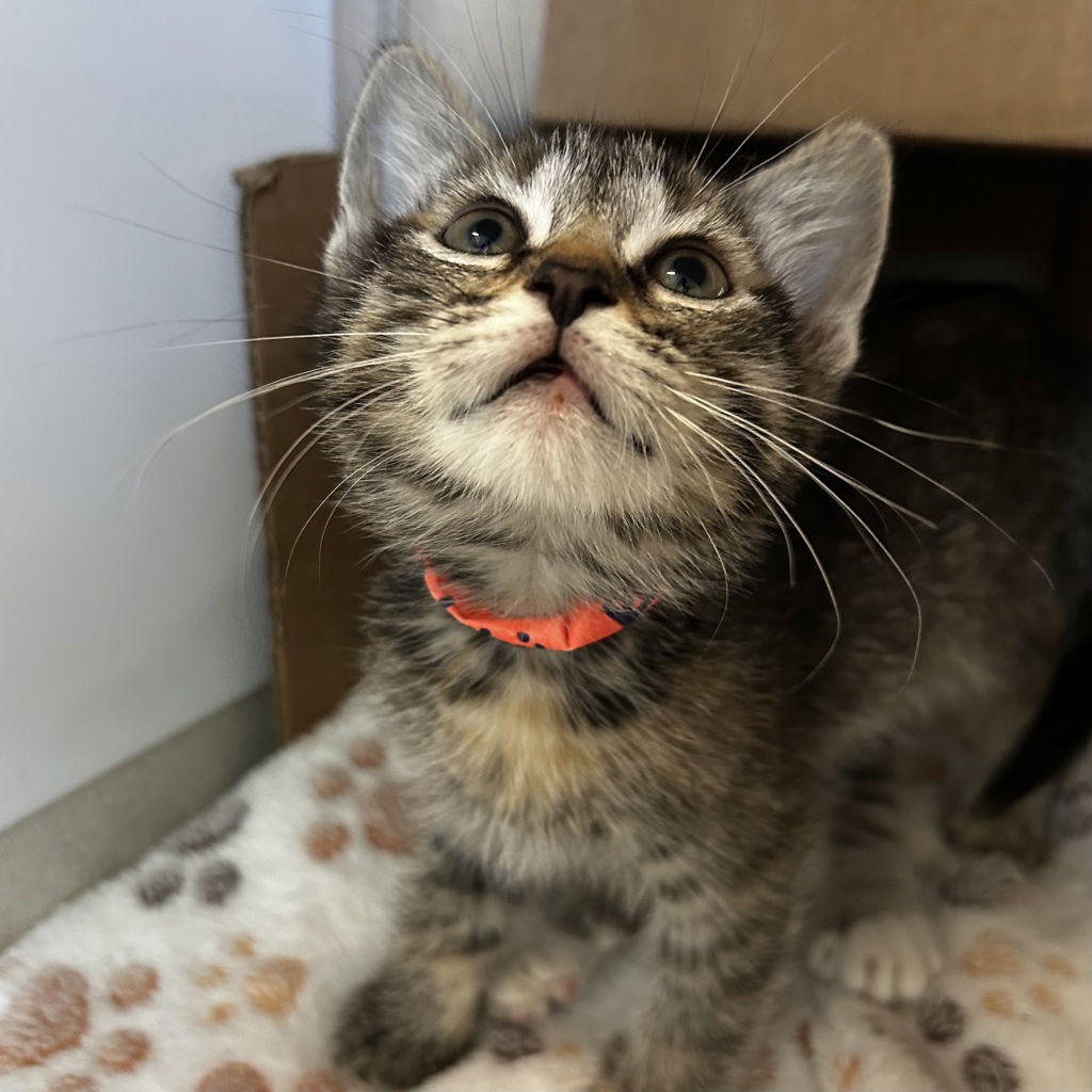 Shelter Stray Female Cat last seen Near Lillian Street, LIVERMORE, CA, 94550, 8323 Baldwin St, Oakland, CA 94621, USA