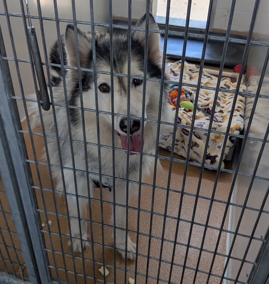 Shelter Stray Female Dog last seen Herman Avenue, LIVERMORE, CA, 94551, 8323 Baldwin St, Oakland, CA 94621, USA