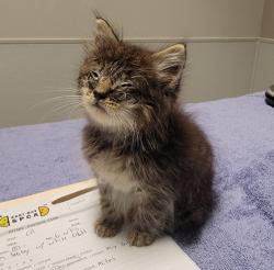 Shelter Stray Male Cat last seen Near 73rd Street, OAKLAND, CA, 94621, 8323 Baldwin St, Oakland, CA 94621, USA