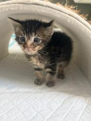Shelter Stray Female Cat last seen Doolittle, SAN LEANDRO, CA, 94577, 8323 Baldwin St, Oakland, CA 94621, USA