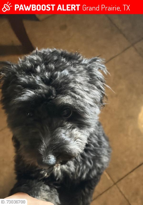 Lost Male Dog last seen South Grand Prairie high school, Grand Prairie, TX 75052
