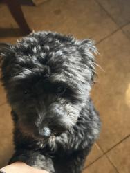 Lost Male Dog last seen South Grand Prairie high school, Grand Prairie, TX 75052