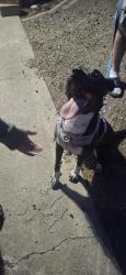 Found/Stray Female Dog last seen W. Trails rd and Government Way near a Northern Quest Casino, Spokane County, WA 99224