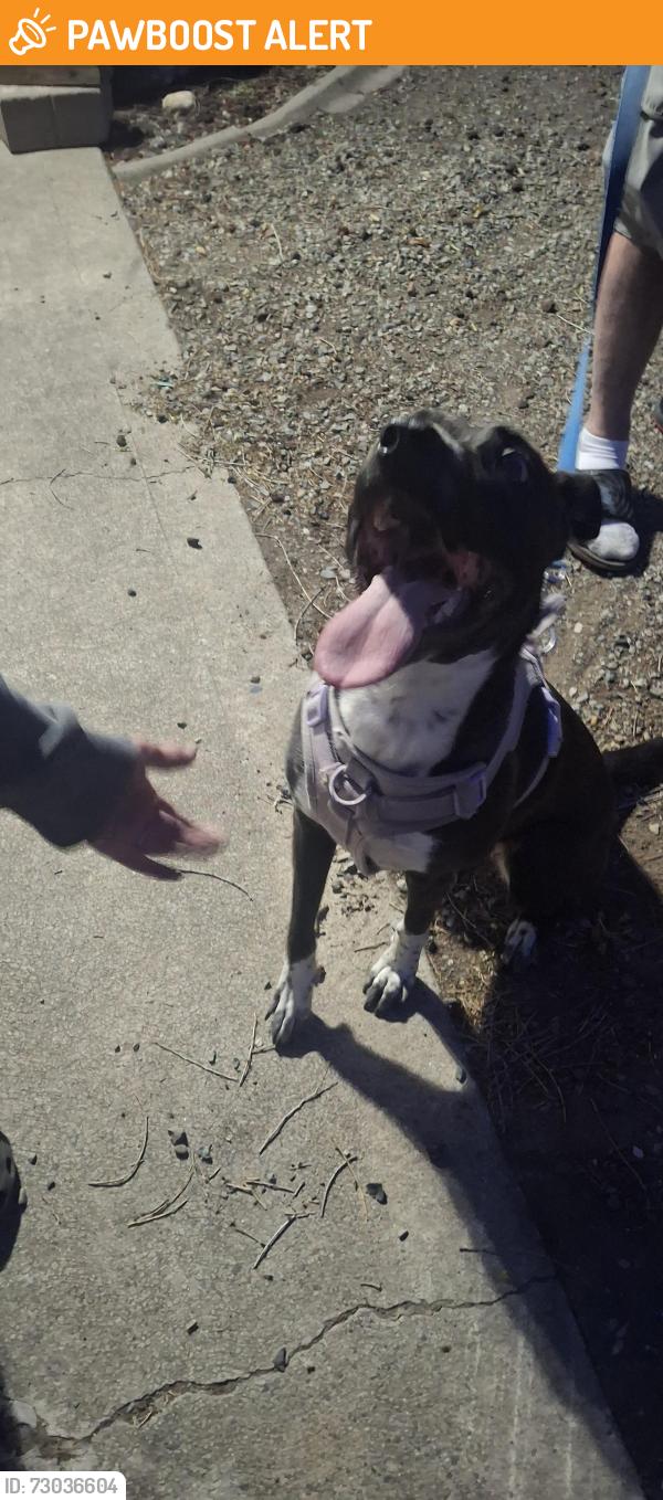 Found/Stray Female Dog last seen W. Trails rd and Government Way near a Northern Quest Casino, Spokane County, WA 99224